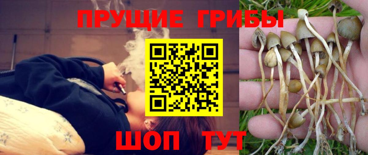 наркота  Вход с VPN  Сокол  Галлюциногенные грибы Psilocybe 